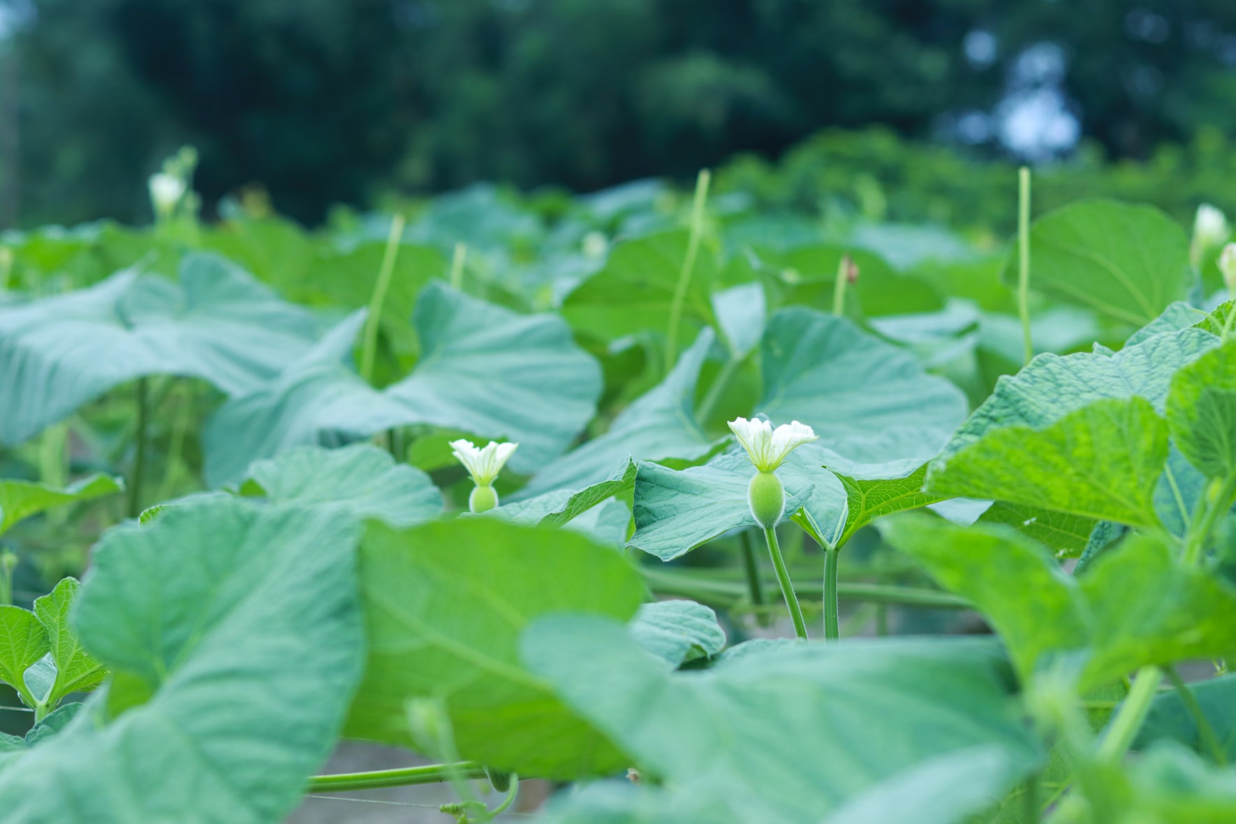 Buy the Best Indoor Plants at Pothigai Nursery Garden