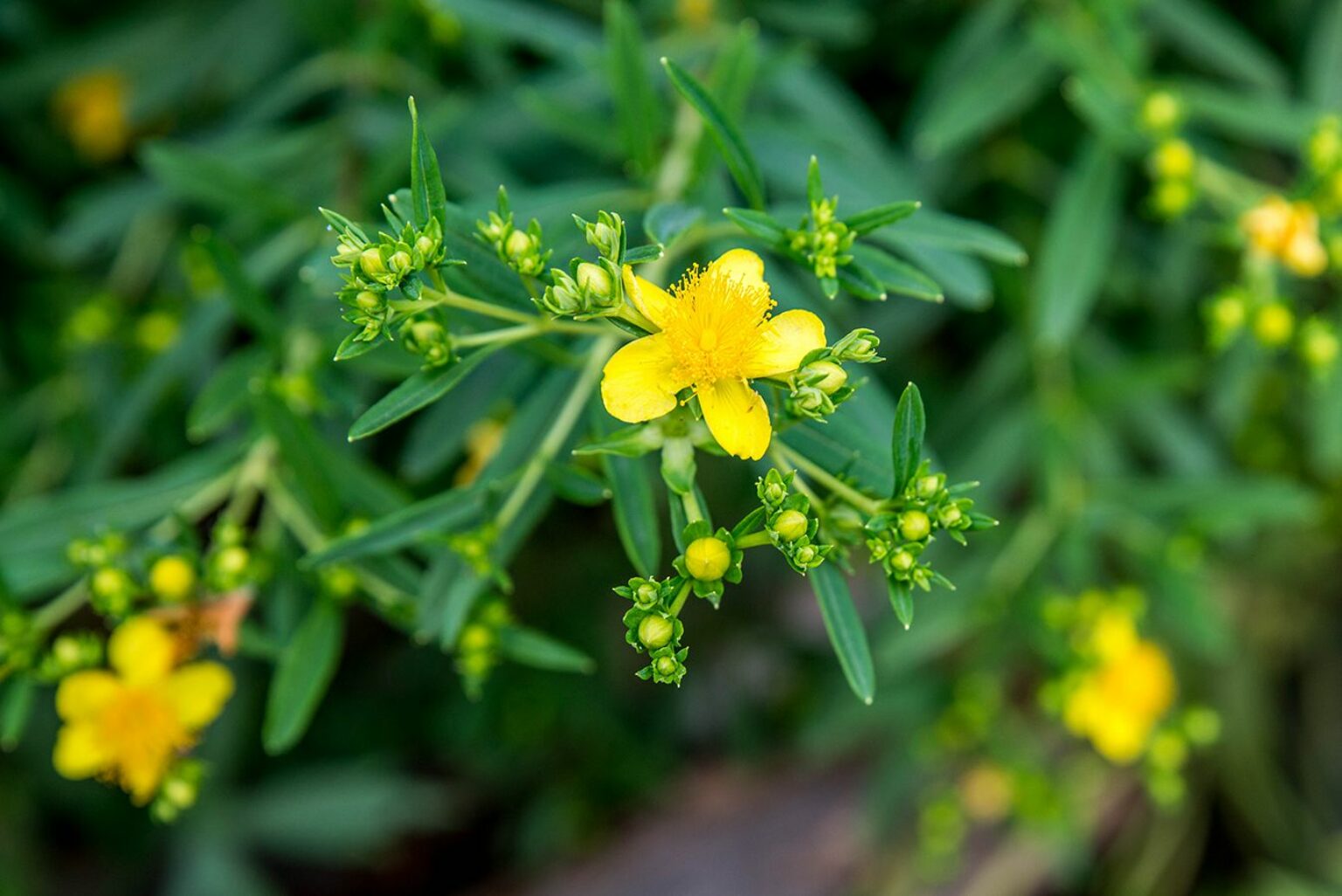 Top 10 Medicinal Plants to Grow at Home